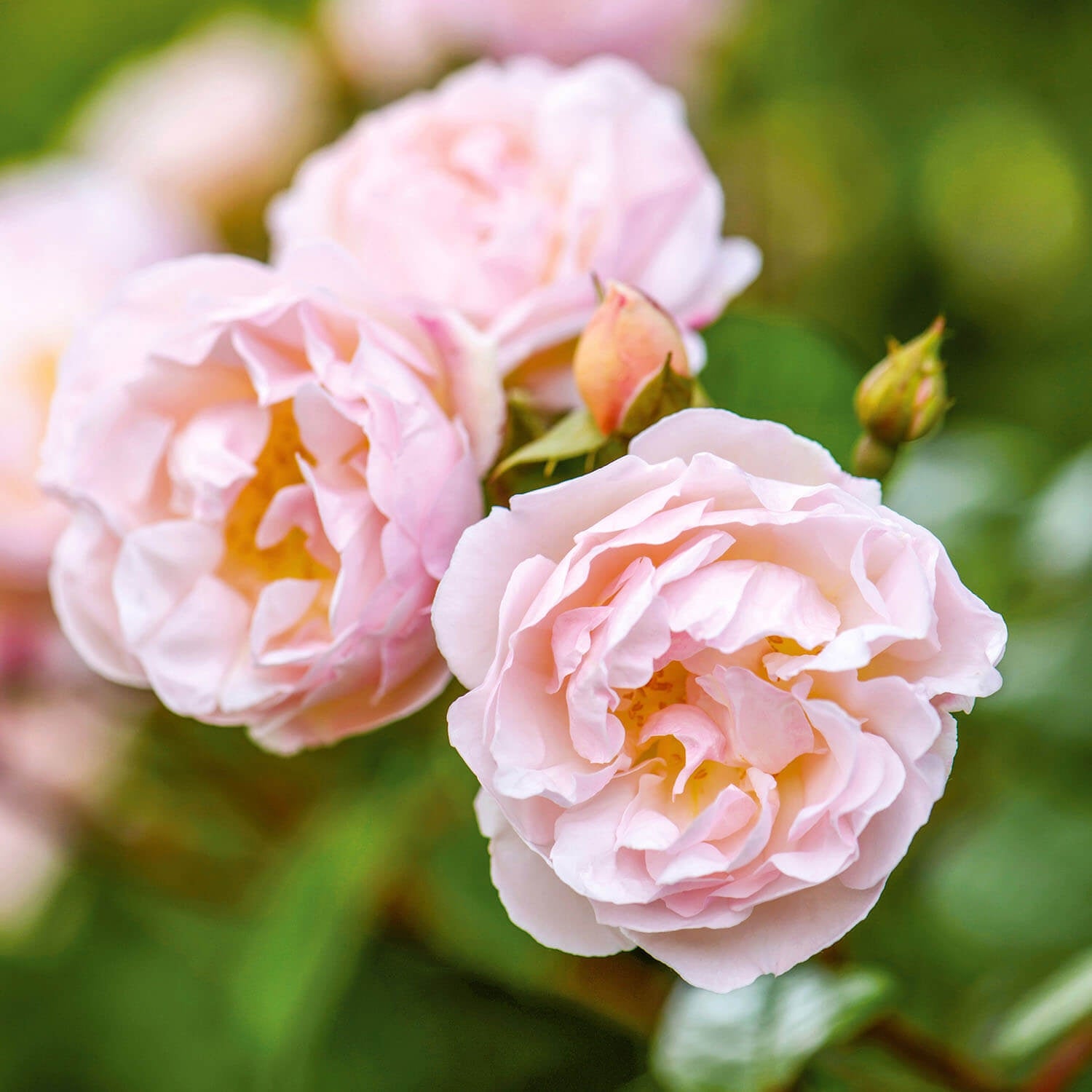 Lady of the Lake pale pink bloom shot